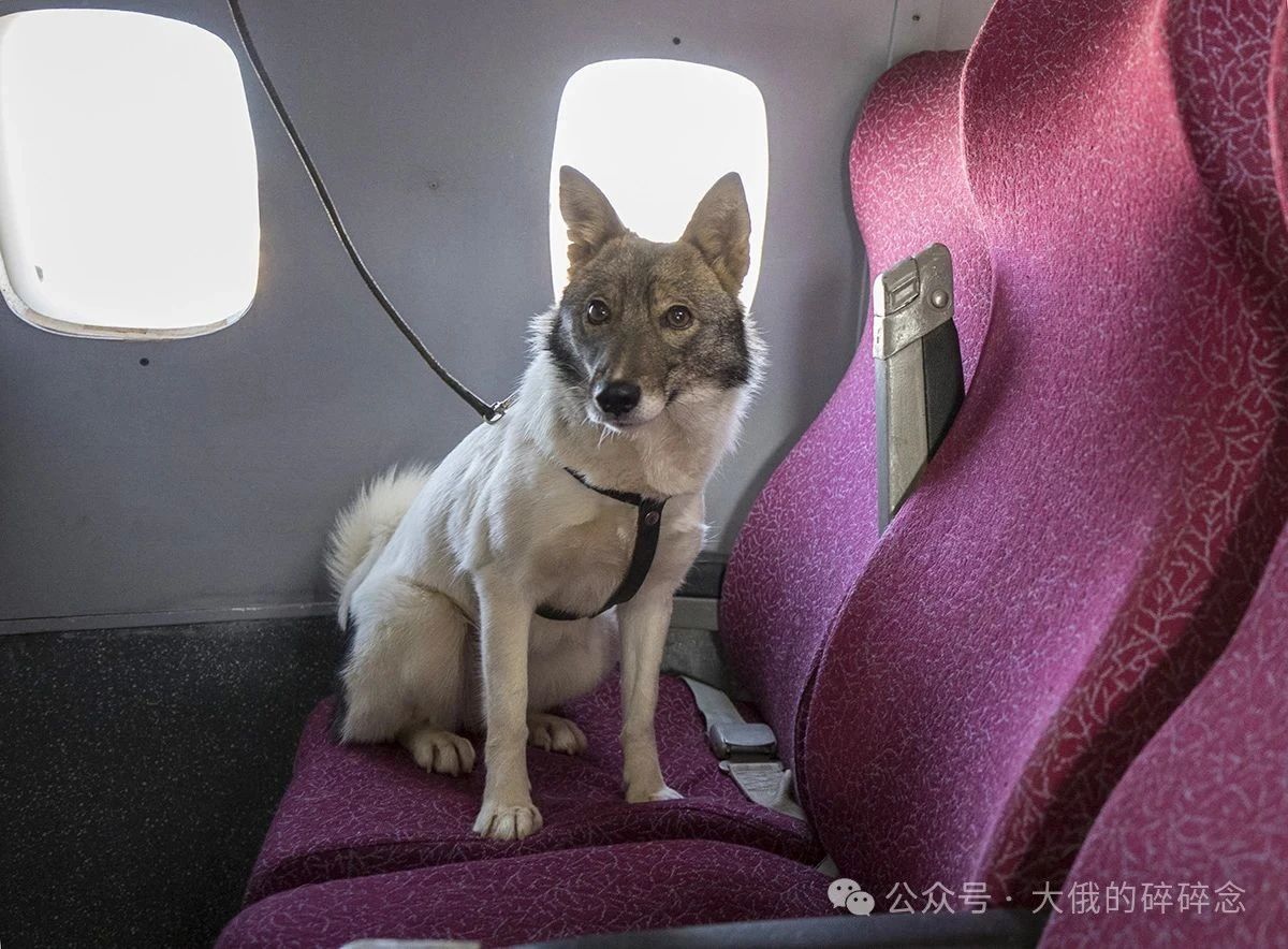 苏联如何将豺变成“超级嗅探犬”