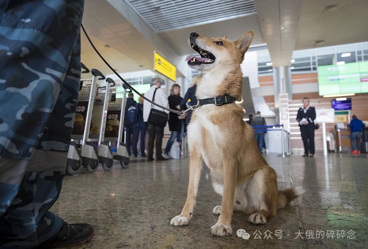 苏联如何将豺变成“超级嗅探犬”