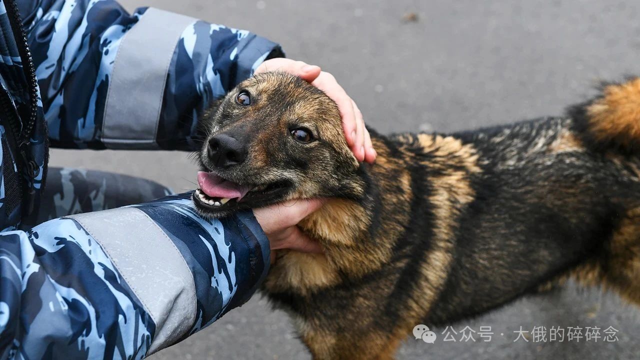 苏联如何将豺变成“超级嗅探犬”